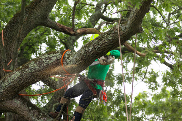 Best Tree Disease Treatment  in Tropical Park, FL